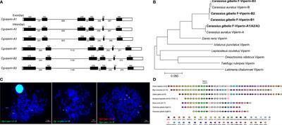 Divergent Antiviral Mechanisms of Two Viperin Homeologs in a Recurrent Polyploid Fish